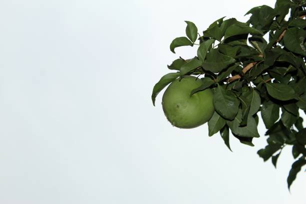 bael fruit and leaves on tree.The fruit has medicinal value for digestive system,Isolated on white background,Aegle marmelos, bael, bili, bhel, Bengal quince, golden apple, Japanese bitter orange, stone apple, wood apple fruta de bael y hojas de árbol. la fruta tiene valor medicinal para el sistema digestivo, aislado en fondo blanco, aegle marmelos, bael, bili, bhel, membrillo de bengala, manzana golden, naranja amarga japon, piedra manzana, manzana de madera