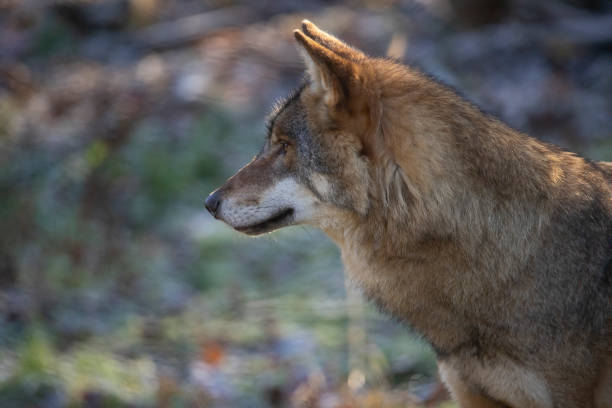 istock Wolf, European Wolf. Canis lupus lupus 1070635686