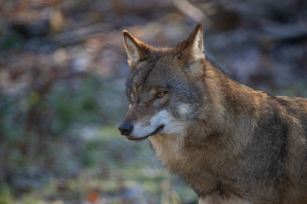 istock Wolf, European Wolf. Canis lupus lupus 1070635820