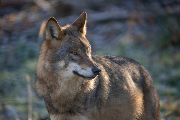 istock Wolf, European Wolf. Canis lupus lupus 1070635948