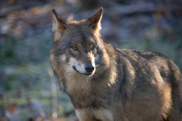 istock Wolf, European Wolf. Canis lupus lupus 1070636012