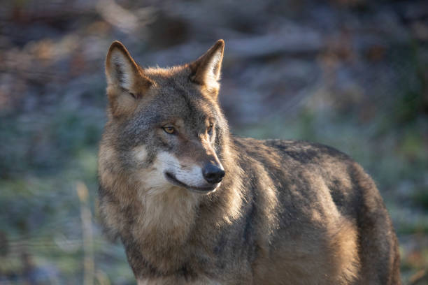 istock Wolf, European Wolf. Canis lupus lupus 1070636016