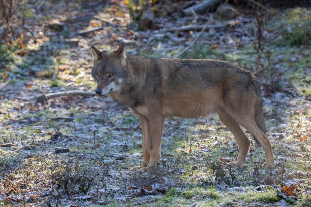 istock Wolf, European Wolf. Canis lupus lupus 1070636122