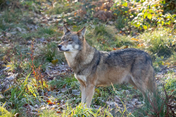 istock Wolf, European Wolf. Canis lupus lupus 1070636482
