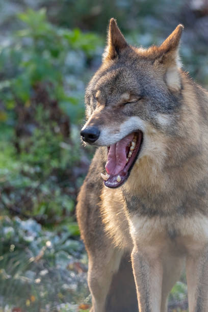 istock Wolf, European Wolf. Canis lupus lupus 1070636624