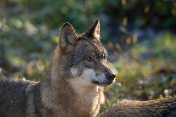 istock Wolf, European Wolf. Canis lupus lupus 1070636846