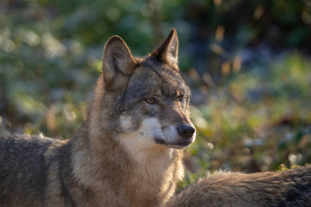 istock Wolf, European Wolf. Canis lupus lupus 1070636898