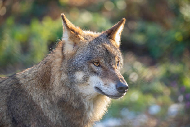 istock Wolf, European Wolf. Canis lupus lupus 1070637840