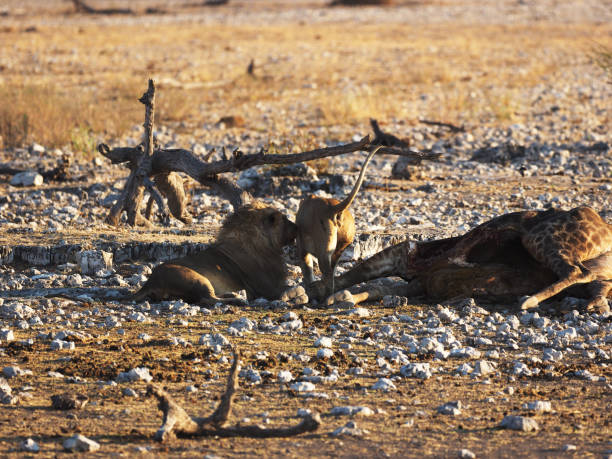 istock Lions family are eating a dead giraffe 1070647482