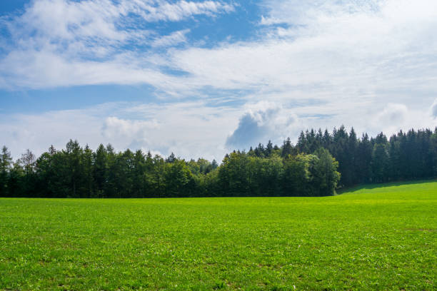 istock Germany, Green german paradise in black forest nature countryside 1070654868