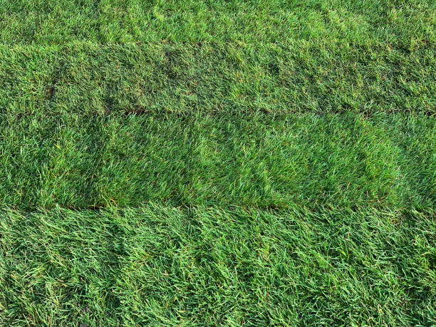 istock Natural grass carpets rolled out in the garden 1070665128