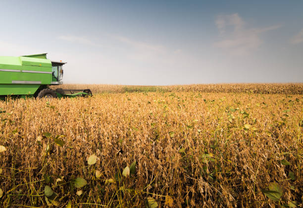 istock Harvesting of soy bean  fields with combine 1070671228