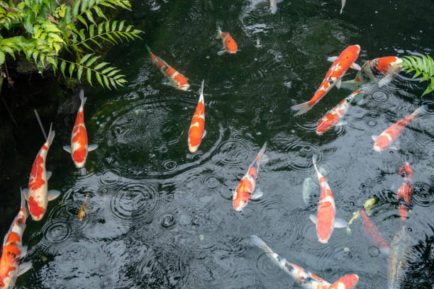 istock Japanese Koi in Pond 1070672388