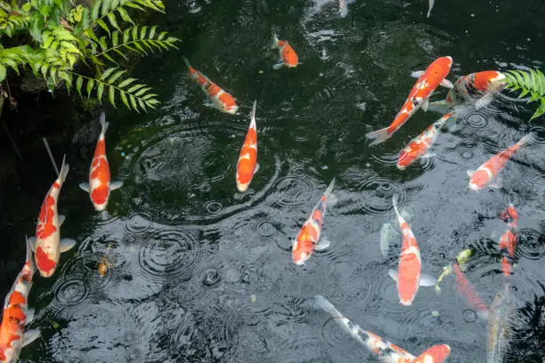 Photo of Japanese Koi in Pond