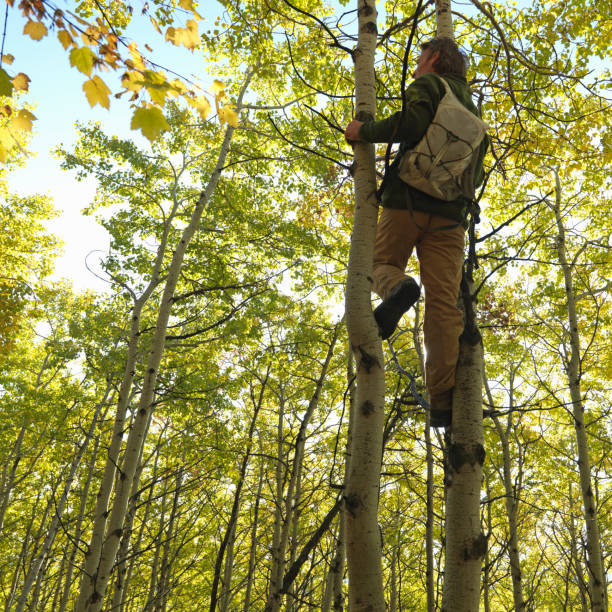 Male hiker climbs into aspen forest