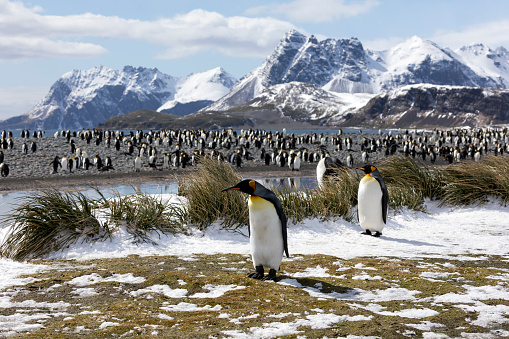 A creche of penguin chicks in the foreground; mixture of adults and juveniles in the middle. Snow capped mountains in the background.