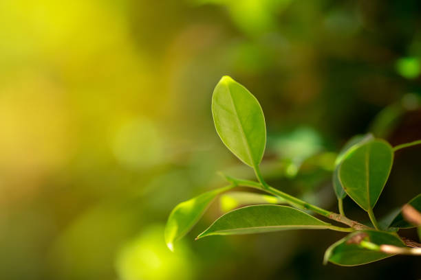 istock Close up nature view of green leaf 1070674554