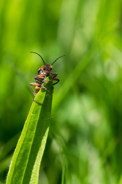 Red soldier beetle on a blade of grass Red soldier beetle on a blade of grass rhagonycha fulva stock pictures, royalty-free photos & images