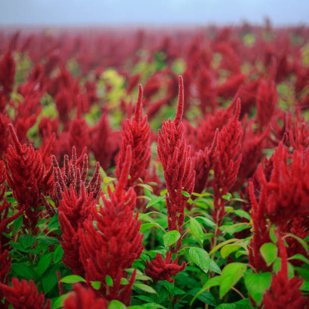 istock Superfood Amaranth blossom flowers field 1070677638