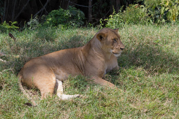 istock Lioness laying on the grass 1070678084