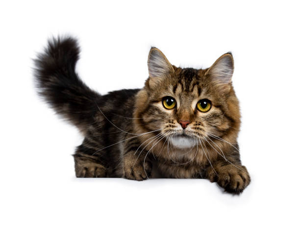 istock Cute classic black tabby Siberian cat kitten laying down with one paw over edge and tail fierce in air, looking straight at camera with yellow eyes. Isolated on a white background. 1070680620
