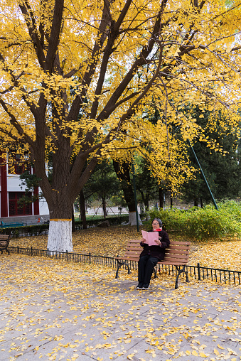 Golden autumn, an Asian old man reading a book on the campus of Peking University