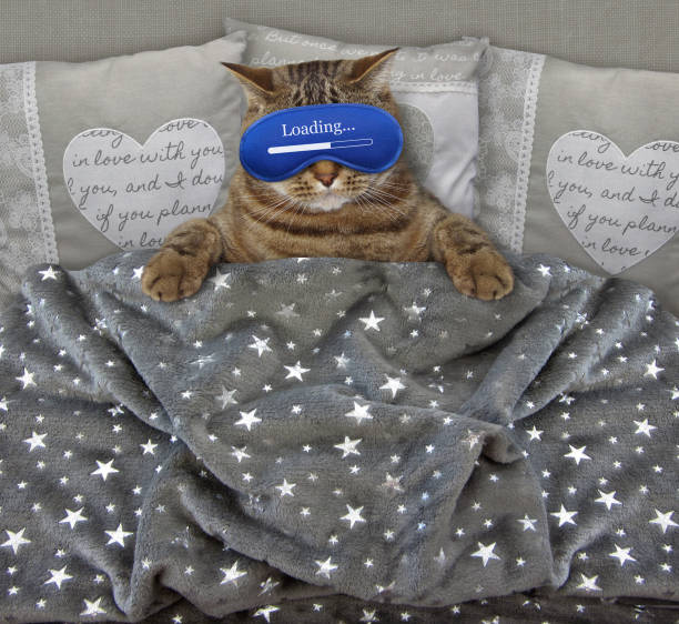 istock Cat with a sleep mask in the bed2 1070682940
