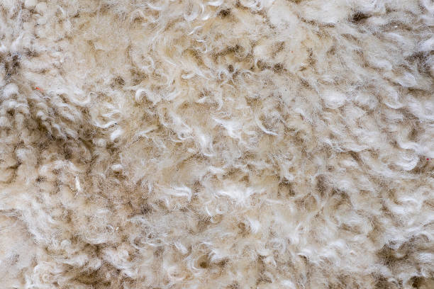 istock Gray wool sheep close-up macro photo 1070683504