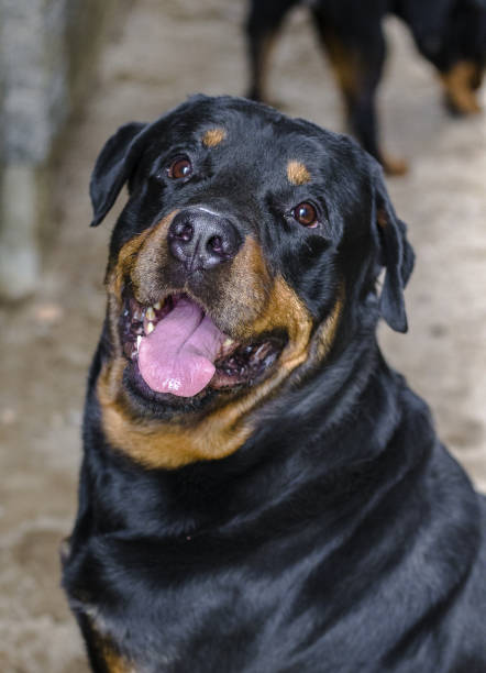 istock closeup of a happy rottweiler 1070685628