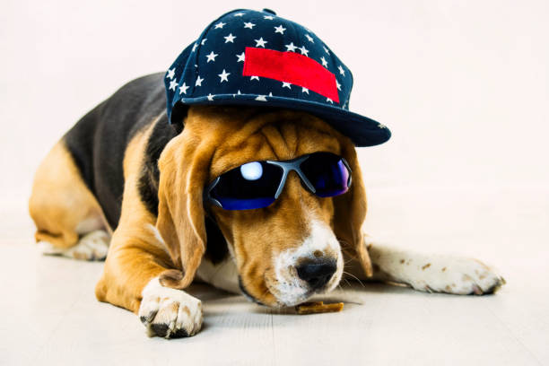 istock stylish funny beagle dog with glasses and a cap 1070686552