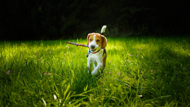 istock Dog run towards camera on a green grass outdoors fetching a stick. 1070686778