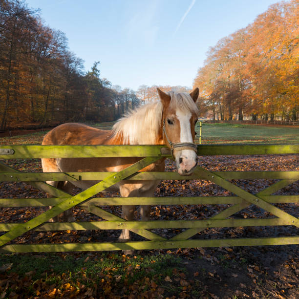 Selective focus on a single horse standing by a fence in a paddock.
