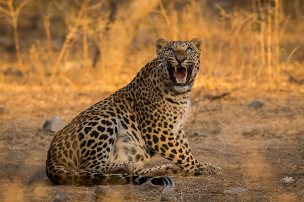 supervivencia del más fuerte. un look agresivo e intenso por un leopardo masculino con una matanza de toro azul mujer en coche por la mañana en la reserva forestal de jhalana, jaipur, india - fittest fotografías e imágenes de stock