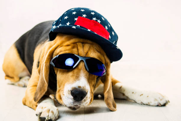 istock stylish funny beagle dog with glasses and a cap 1070688428