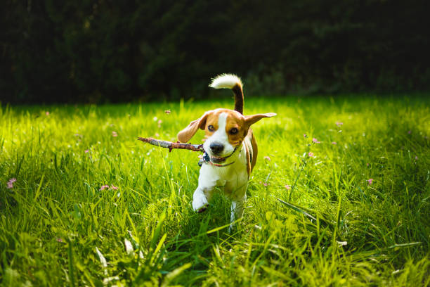 istock Dog run towards camera on a green grass outdoors fetching a stick. 1070688618