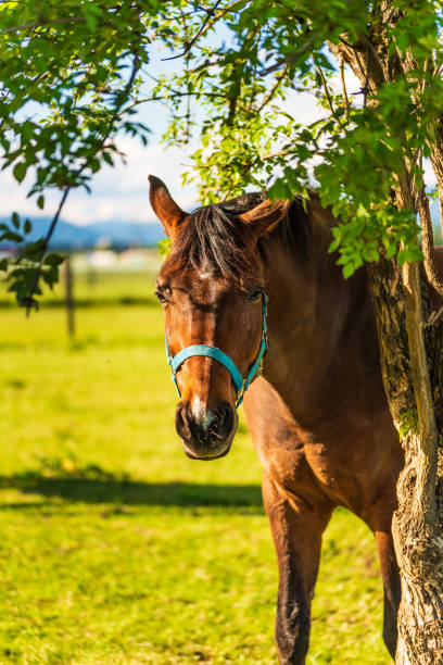 istock Beautiful horse grazing in lush green sunlit pasture outdoors summer under tree 1070688864