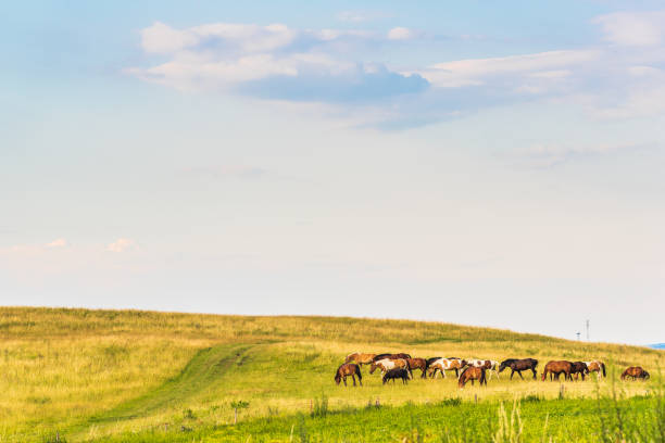 istock A horses in a field landscape 1070691276