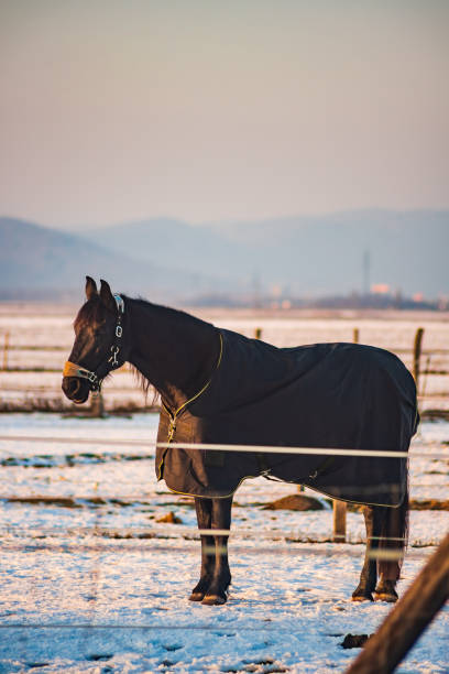 istock Brown horse covered with a blanket on a snow in winter 1070691710