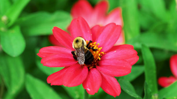 istock bee on flower - flower 1070693138
