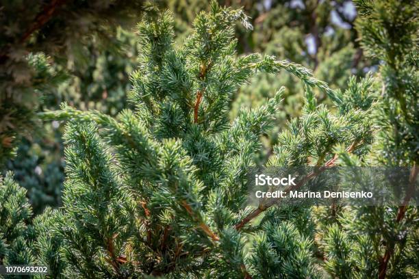 Original Texture Of Juniperus Squamata Meyeri Needles Blue With Green Background Of Shallow Needles Macro Needles In The Sunlight Stock Photo - Download Image Now