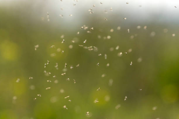 istock Swarm of flying ants 1070694396