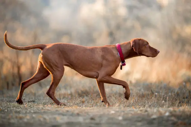 Hungarian Vizsla portrait  in wear at autumn misty park