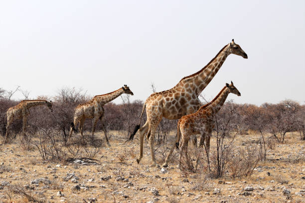 istock Giraffen with Baby - Namibia 1070704600