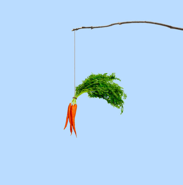 jus de carotte balançant d’un bâton - stick dangling a carrot carrot motivation photos et images de collection