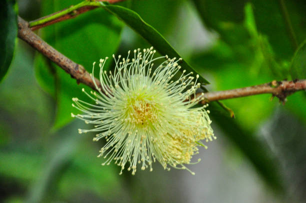 istock Syzygium jambos in China 1070707300
