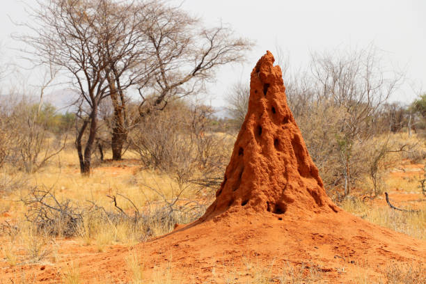 термит хилл - намибия - anthill стоковые фото и изображения