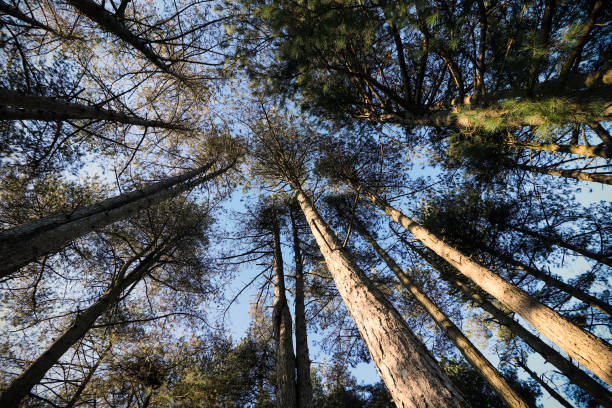 istock Tall Trees in the Woods 1070709856