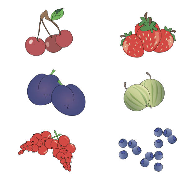 白の背景に様々 な果実を設定します。 - currant berry fruit black vector点のイラスト素材／クリップアート素材／マンガ素材／アイコン素材