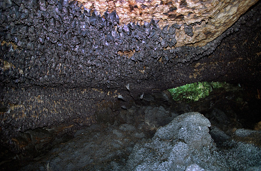 Thousands of Egyptian Fruit Bats or Egyptian Rousettes roost and fly in massive, tightly packed groups and in a cave in Queen Elizabeth National Park.