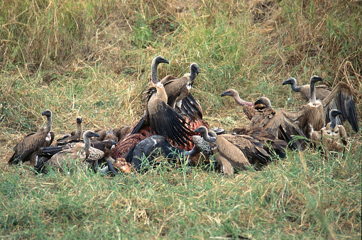 On Masai grasslands outside Arusha, a critically endangered wild flock of white-backed vultures and griffon vultures eat a lion killed Cape buffalo carcass in Tanzania on June 29, 1996.